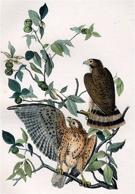 Broad-winged Buzzard - Audubon's Birds Of America