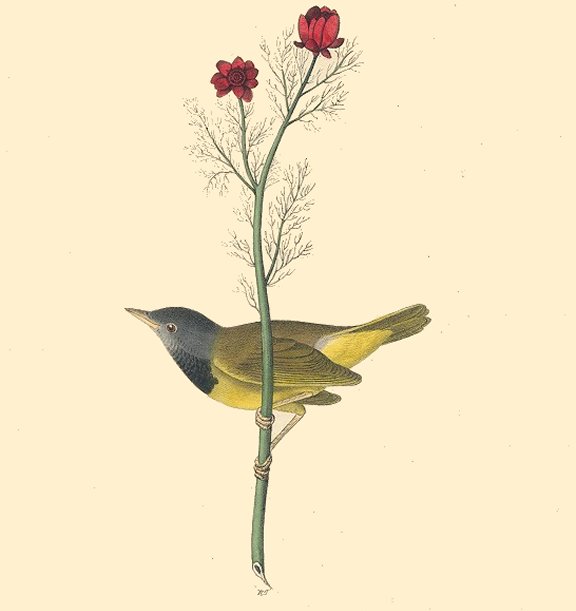 Mourning Ground Warbler - Audubon's Birds Of America