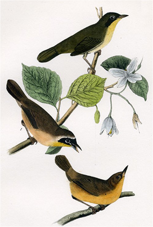 Maryland Ground Warbler - Audubon's Birds Of America
