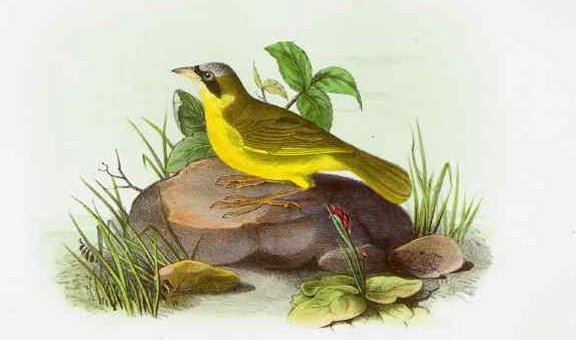 Delafield's Ground Warbler - Audubon's Birds Of America
