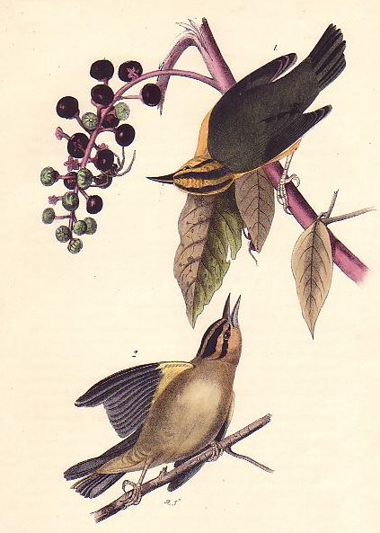 Worm-eating Swamp Warbler - Audubon's Birds Of America