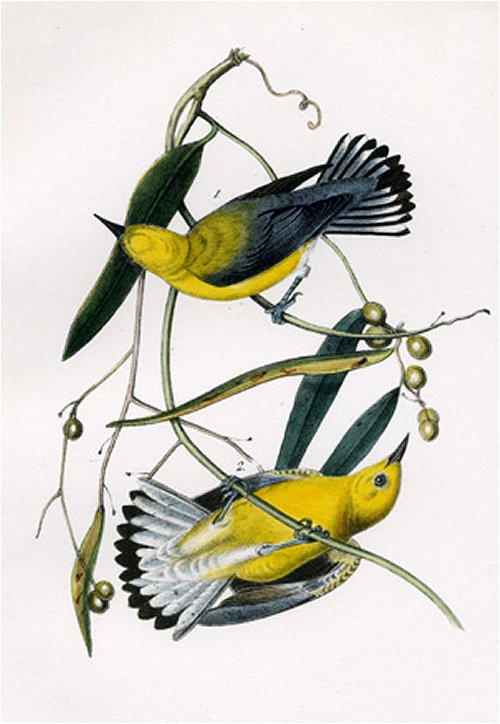Prothonotary Swamp Warbler - Audubon's Birds Of America
