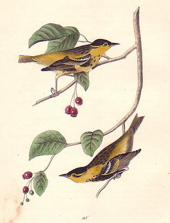 Carbonated Swamp Warbler - Audubon's Birds Of America