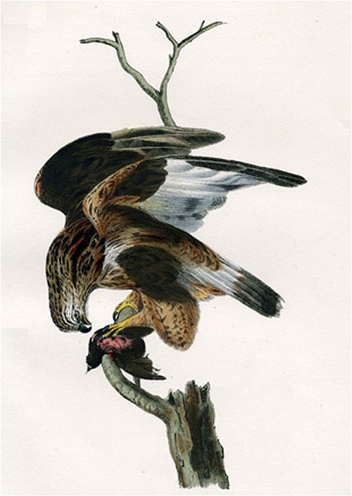 Rough Legged Buzzard - Audubon's Birds Of America