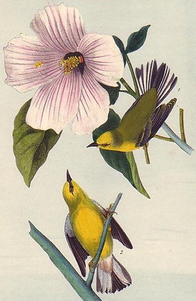 Blue-winged Yellow Swamp Warbler - Audubon's Birds Of America