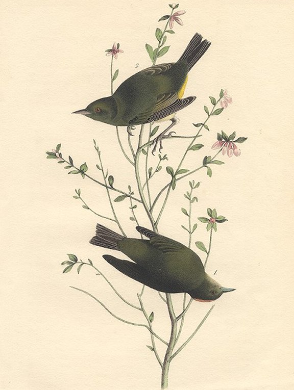 Orange-crowned Swamp Warbler - Audubon's Birds Of America
