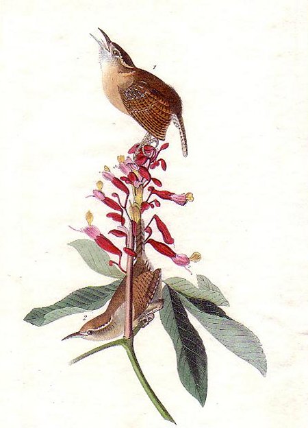 Great Carolina Wren - Audubon's Birds Of America