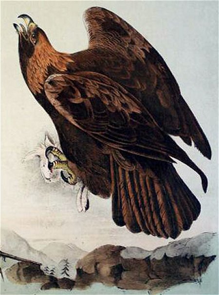 Golden Eagle - Audubon's Birds Of America