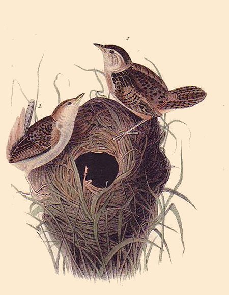 Short-billed Marsh Wren - Audubon's Birds Of America