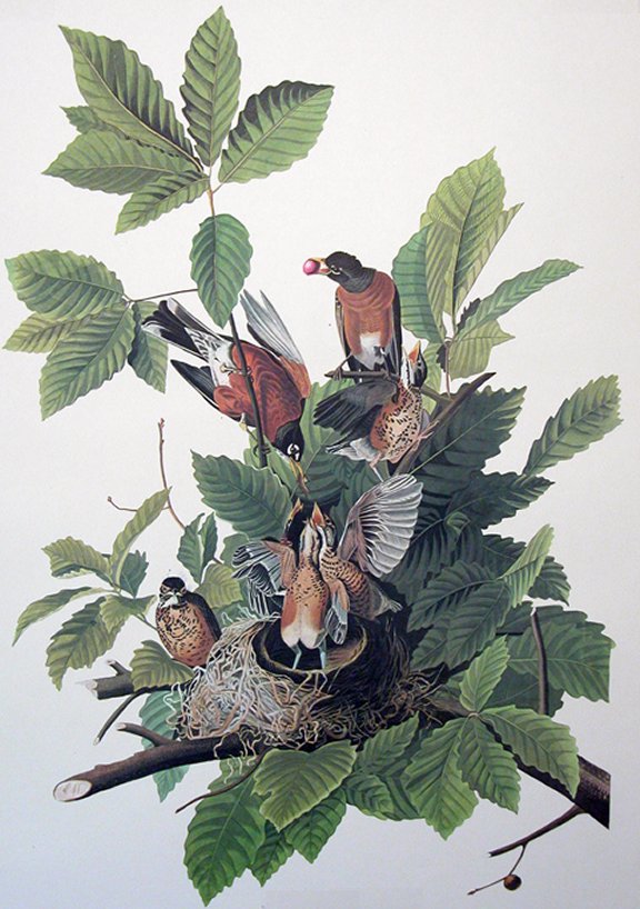 American Robin or Migratory Thrush - Audubon's Birds Of America