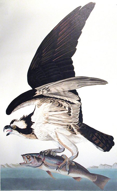 Common Osprey Fish Hawk - Audubon's Birds Of America