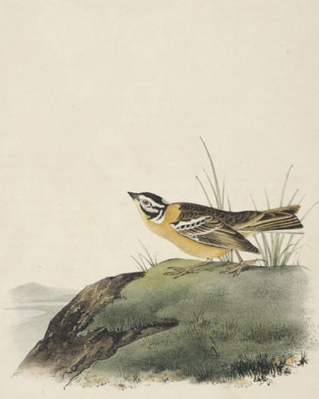 Painted Lark Bunting - Audubon's Birds Of America