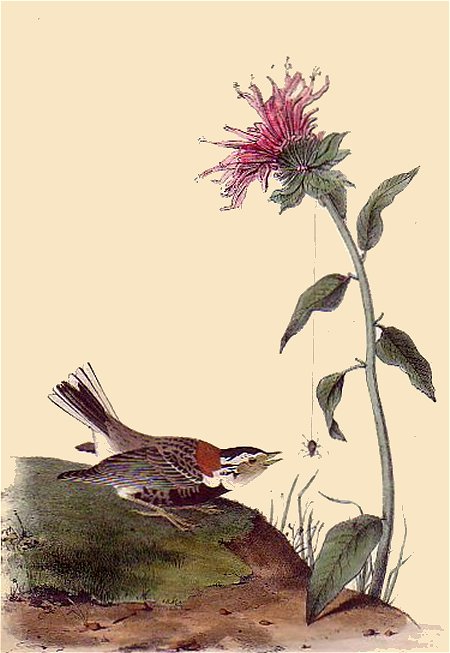 Chestnut-collared Lark Bunting - Audubon's Birds Of America