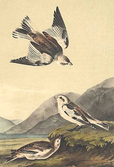 Snow Lark Bunting - Audubon's Birds Of America