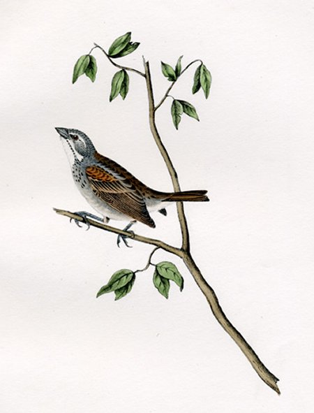 Townsend's Bunting - Audubon's Birds Of America