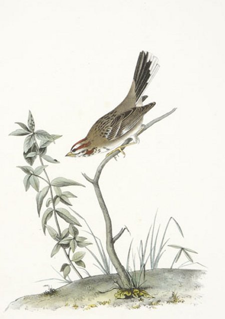 Lark Bunting - Audubon's Birds Of America