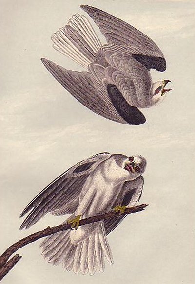 Black-shouldered Elanus - Audubon's Birds Of America