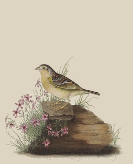 Yellow-winged Bunting - Audubon's Birds Of America