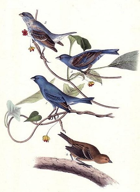 Indigo Bunting - Audubon's Birds Of America