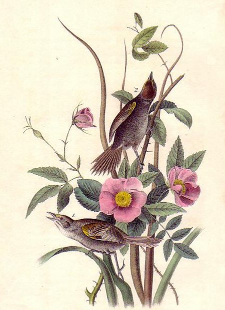 Sea-side Finch - Audubon's Birds Of America