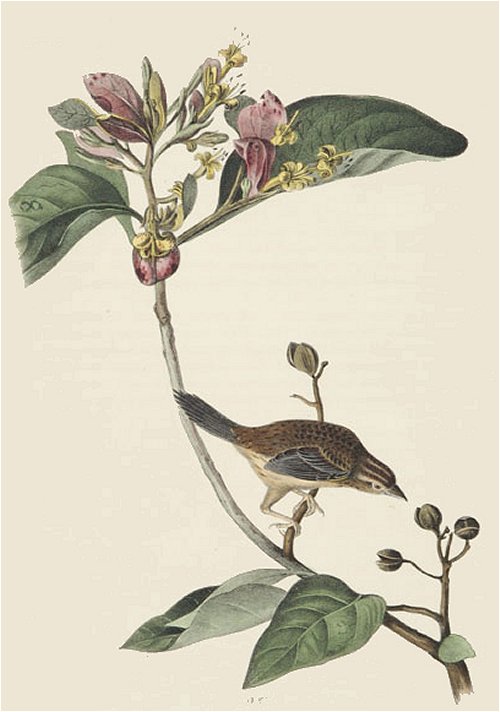 Bachman's Pinewood Finch - Audubon's Birds Of America