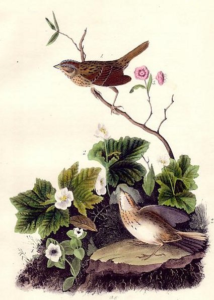 Lincoln's Pinewood Finch - Audubon's Birds Of America