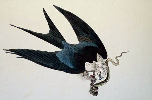 Swallow-tailed Hawk - Audubon's Birds Of America