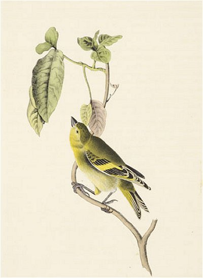 Stanley Goldfinch - Audubon's Birds Of America