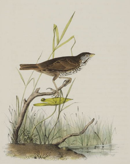 Brown Finch - Audubon's Birds Of America