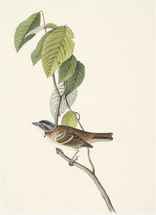 Morton's Finch - Audubon's Birds Of America