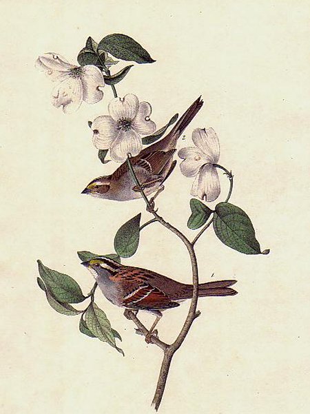 White-throated Finch - Audubon's Birds Of America