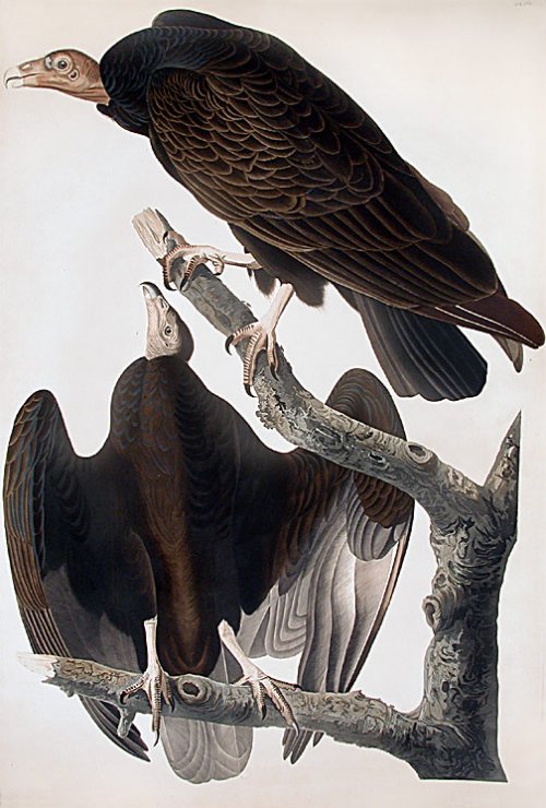 Red-necked Turkey Vulture - Audubon's Birds Of America