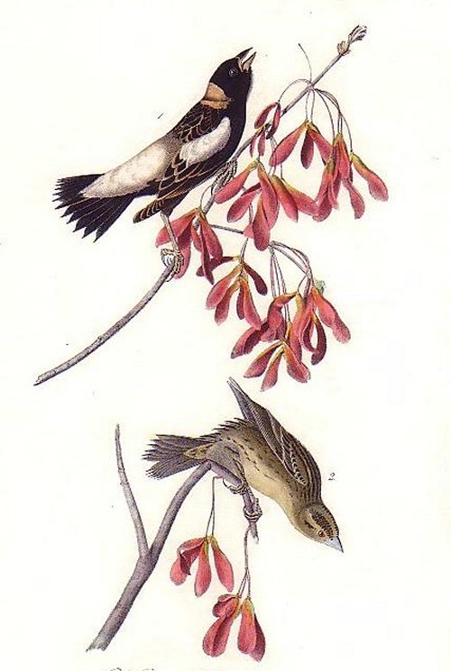 Wandering Rice Bird - Audubon's Birds Of America
