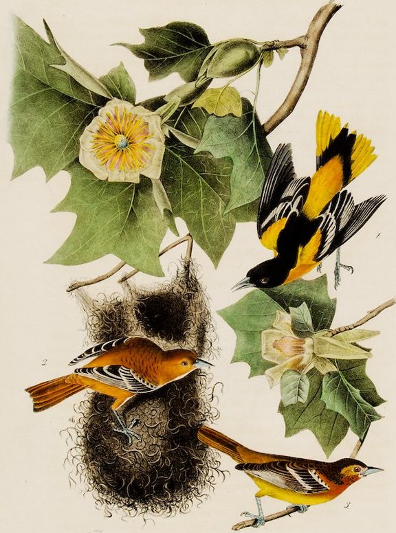 Baltimore Oriole or Hang Nest - Audubon's Birds Of America