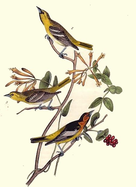 Bullock's Troopial - Audubon's Birds Of America