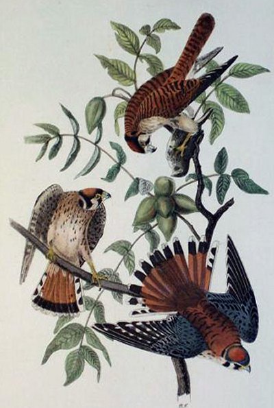 Sparrow Hawk - Audubon's Birds Of America