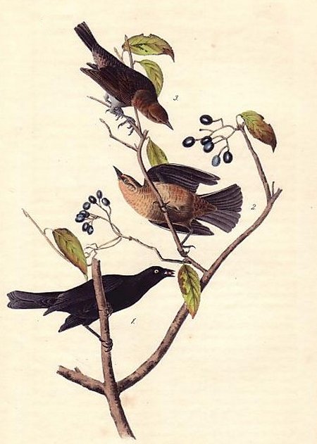 Rusty Crow Blackbird - Audubon's Birds Of America