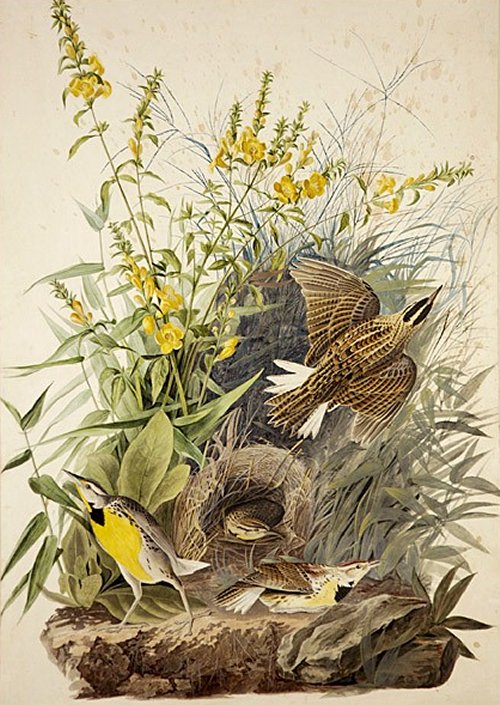 Meadow Starling or Meadow Lark - Audubon's Birds Of America