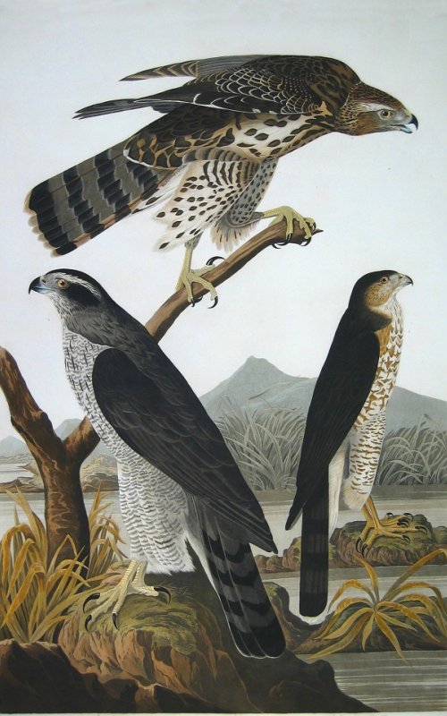 Gos Hawk - Audubon's Birds Of America
