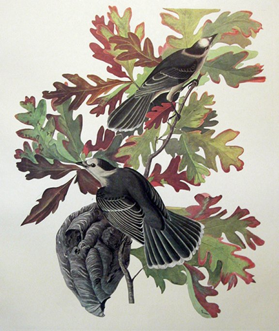 Canada Jay - Audubon's Birds Of America