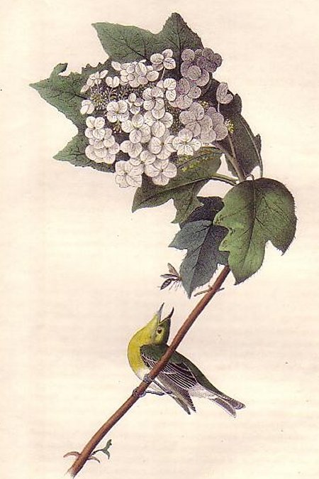 Yellow-throated Vireo or Greenlet - Audubon's Birds Of America