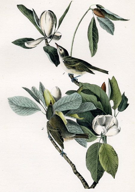Warbling Vireo or Greenlet - Audubon's Birds Of America