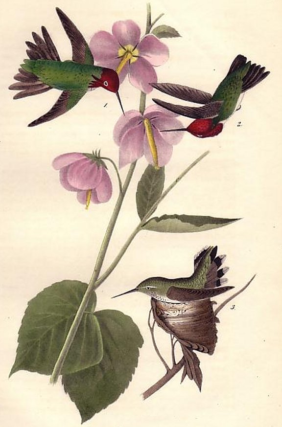 Anna Humming Bird - Audubon's Birds Of America
