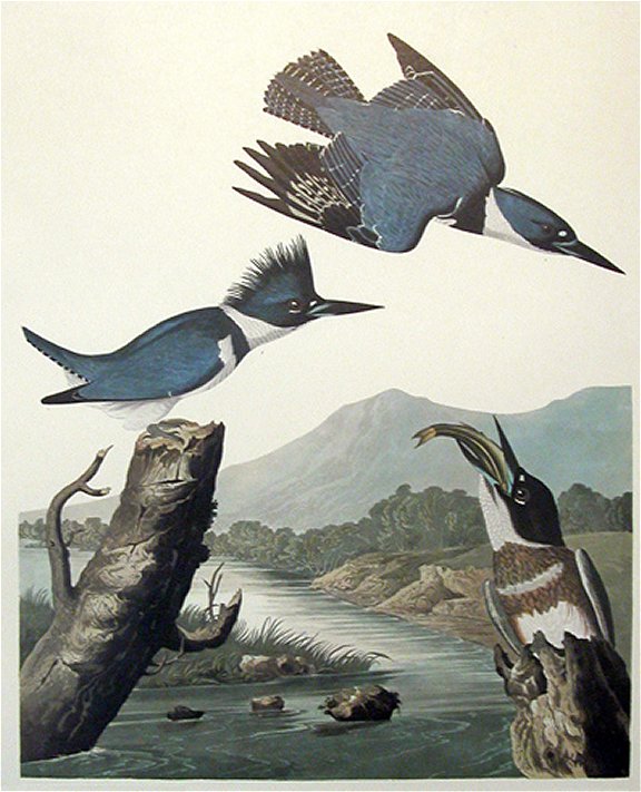 Belted Kingfisher - Audubon's Birds Of America