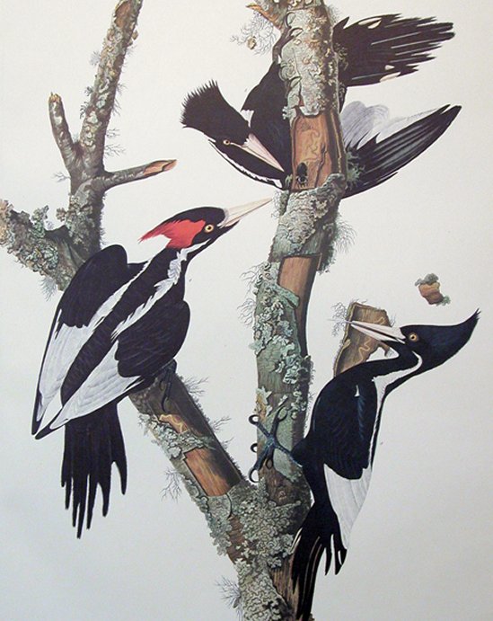 Ivory-billed Woodpecked - Audubon's Birds Of America