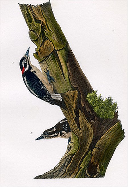 Harris' Woodpecker - Audubon's Birds Of America