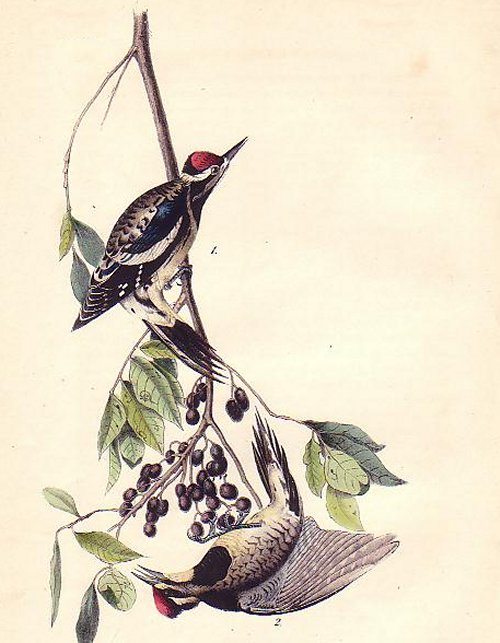 Yellow-bellied Woodpecker - Audubon's Birds Of America