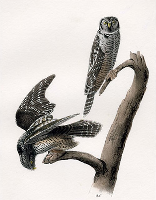 Hawk Owl - Audubon's Birds Of America