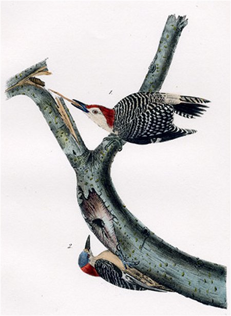 Red-bellied Woodpecker - Audubon's Birds Of America