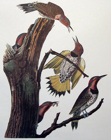 Golden-winged Woodpecker - Audubon's Birds Of America
